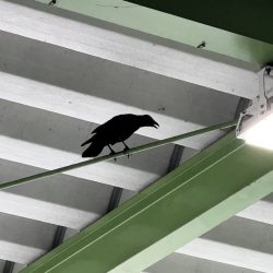 IMG_4312 - frame at 0m18s