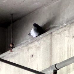 IMG_4725 - frame at 0m2s